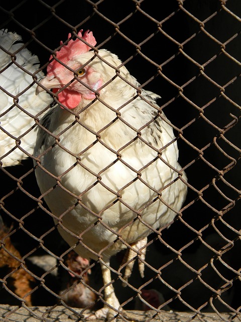 曼晚：曼联夏窗通常引进三位重要球员，阿莫林明夏需打破这一规则.